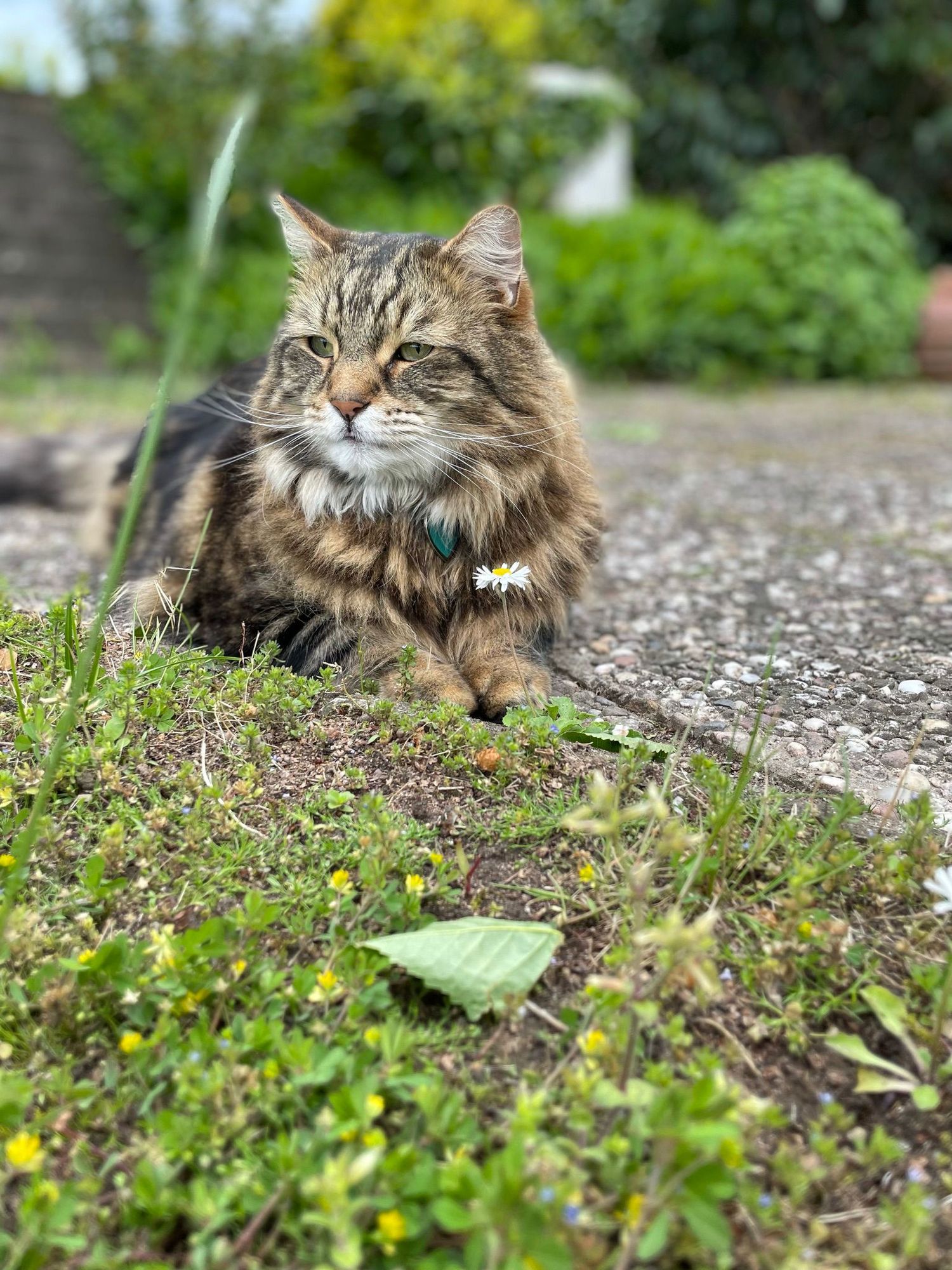 Chat en exterieur